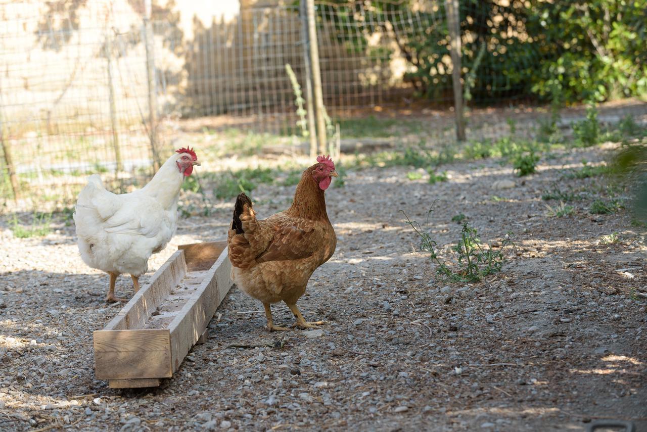 Agriturismo Casapicchiata Villa Pienza Kültér fotó